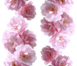 粉色柔美花卉图案