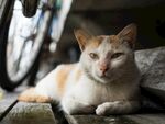 慵懒猫咪惬意躺卧
