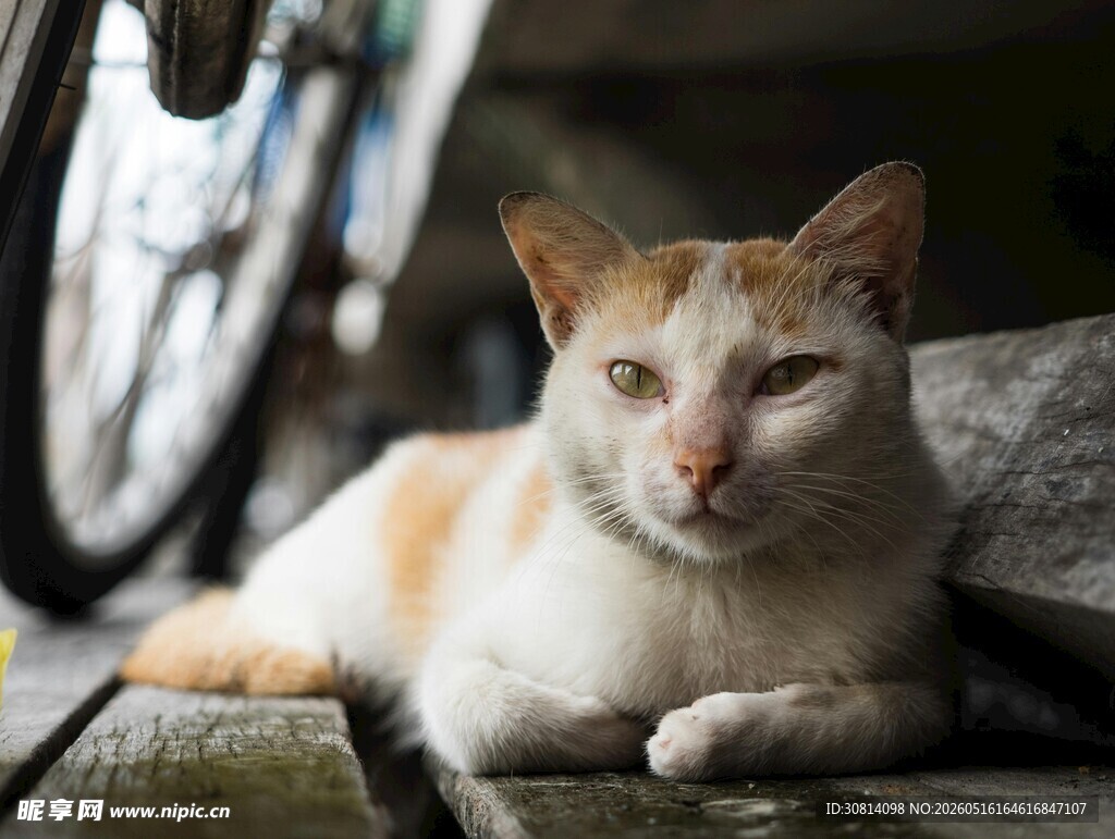 慵懒猫咪惬意躺卧