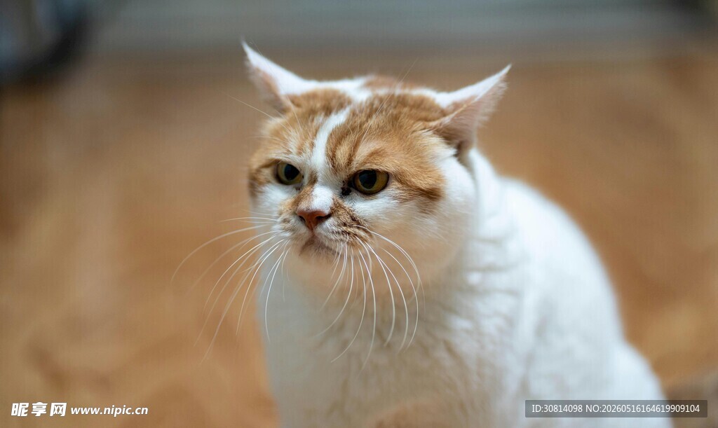 可爱猫咪特写
