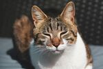 阳光下惬意的猫咪