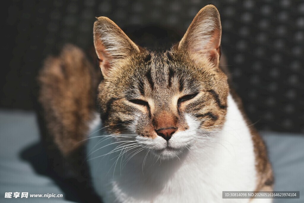 阳光下惬意的猫咪