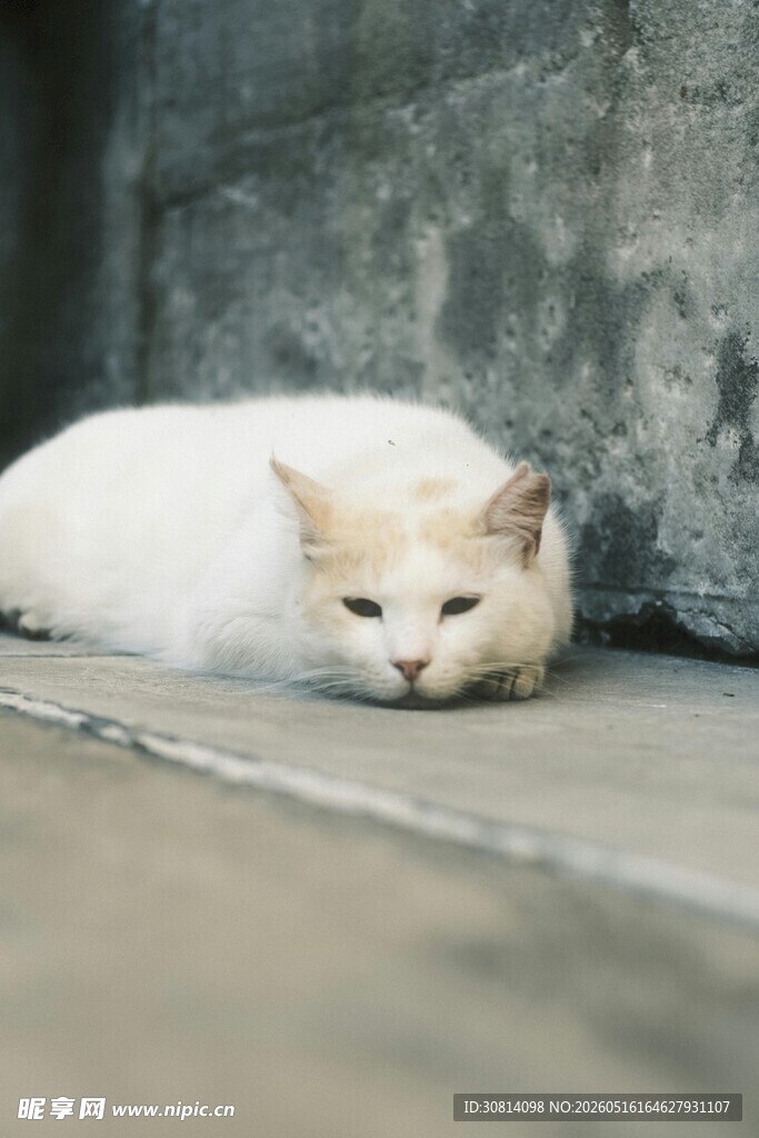 慵懒白猫惬意趴地
