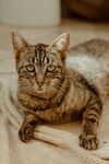 趴着的斑纹猫咪