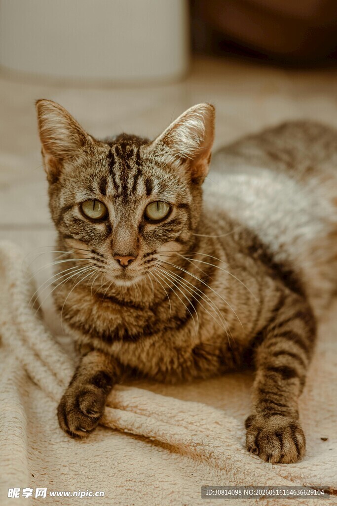 趴着的斑纹猫咪