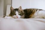 慵懒猫咪趴卧在床上