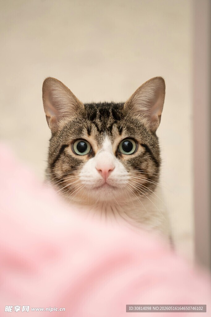 可爱猫咪好奇凝视