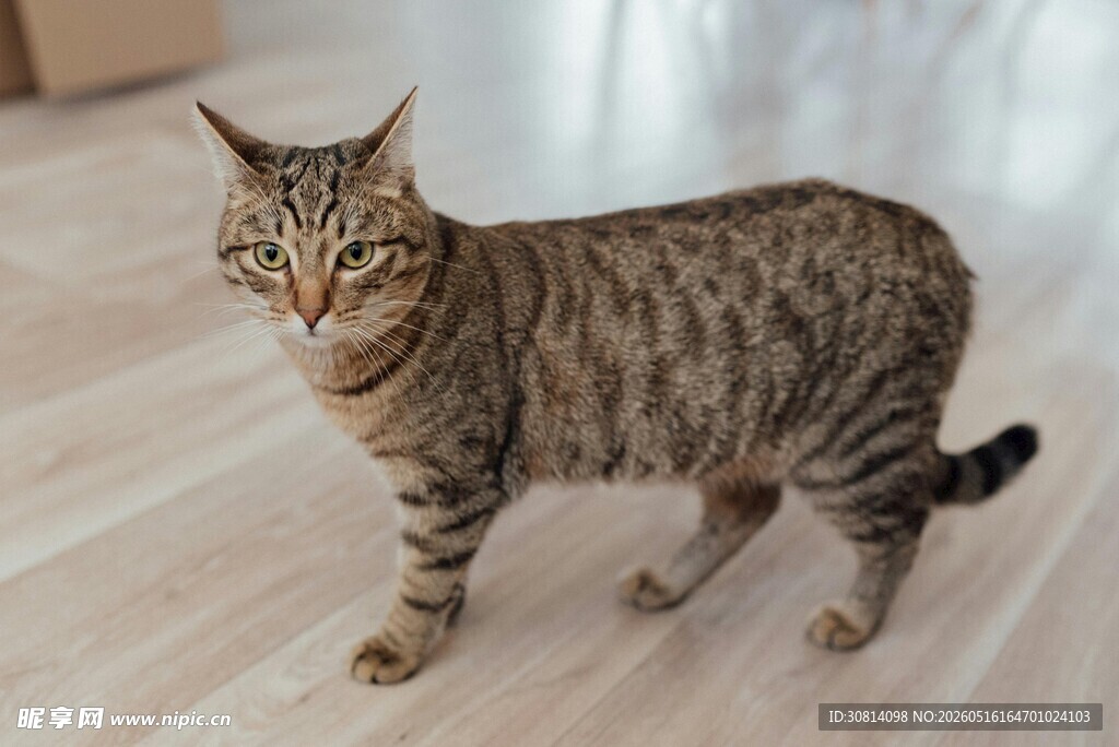 斑纹猫咪站立木地板上