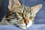 慵懒猫咪侧卧显温顺