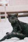 黑猫慵懒趴地