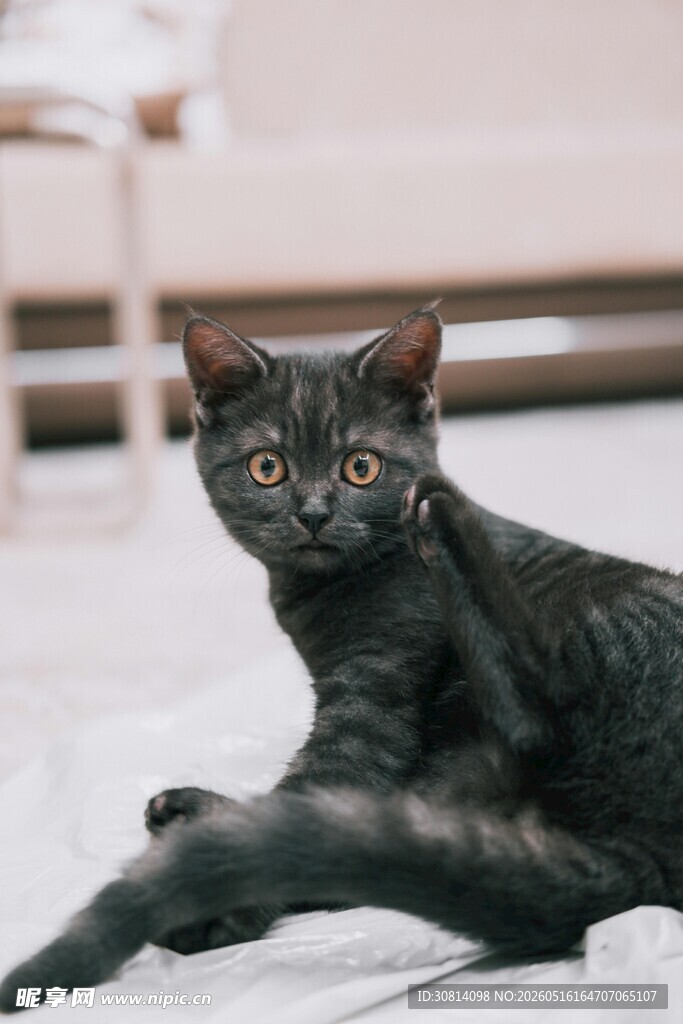 黑猫慵懒趴地