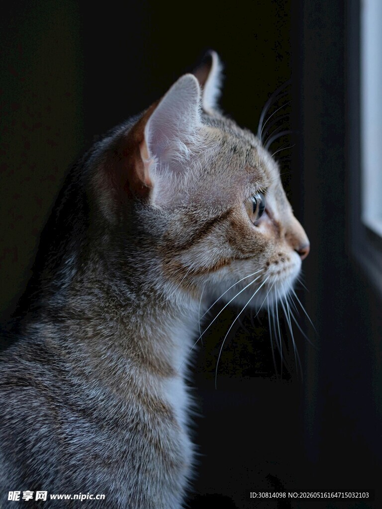 窗边猫咪侧颜