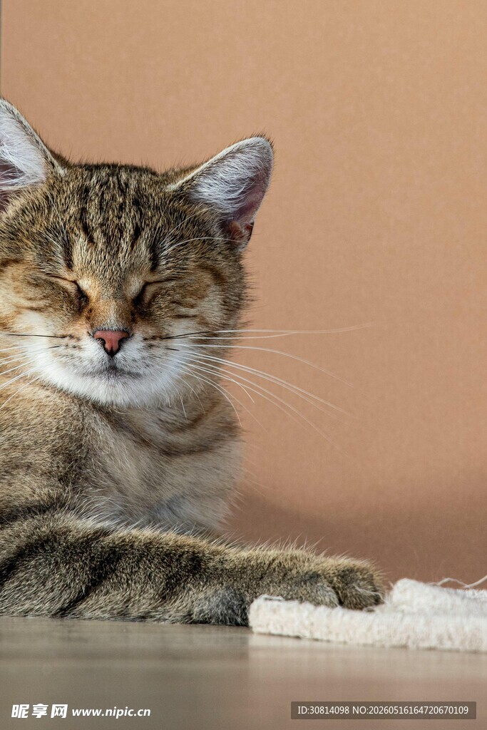慵懒猫咪惬意趴卧