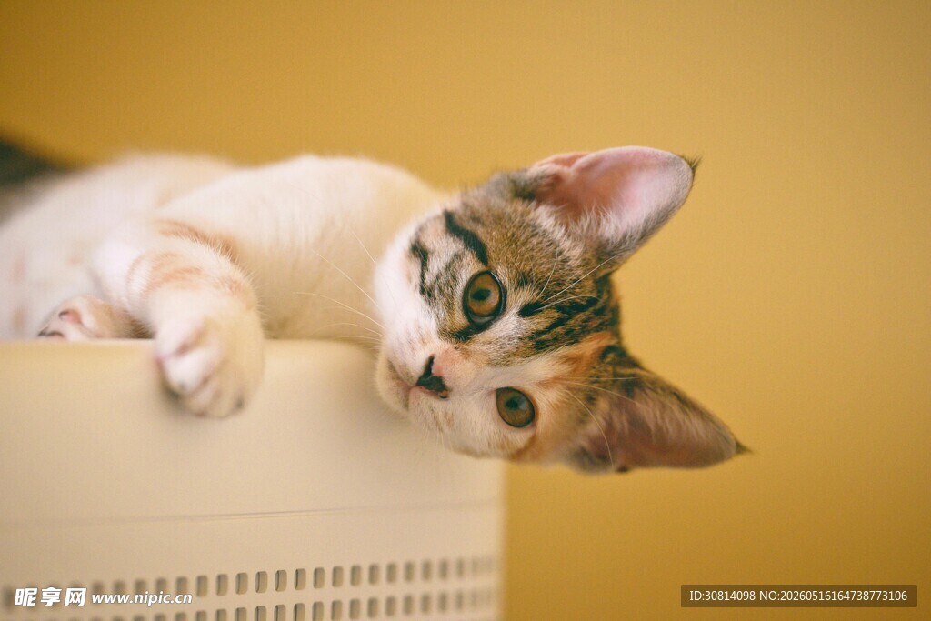 可爱小猫趴卧在物件上