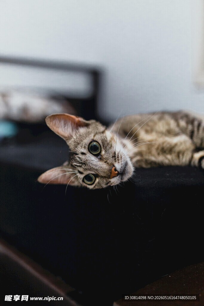 慵懒猫咪趴卧在深色物体上