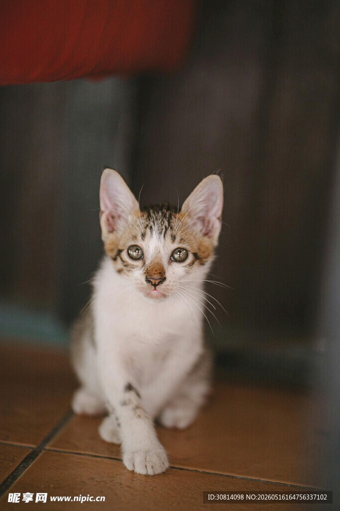 可爱小猫咪端坐木地板