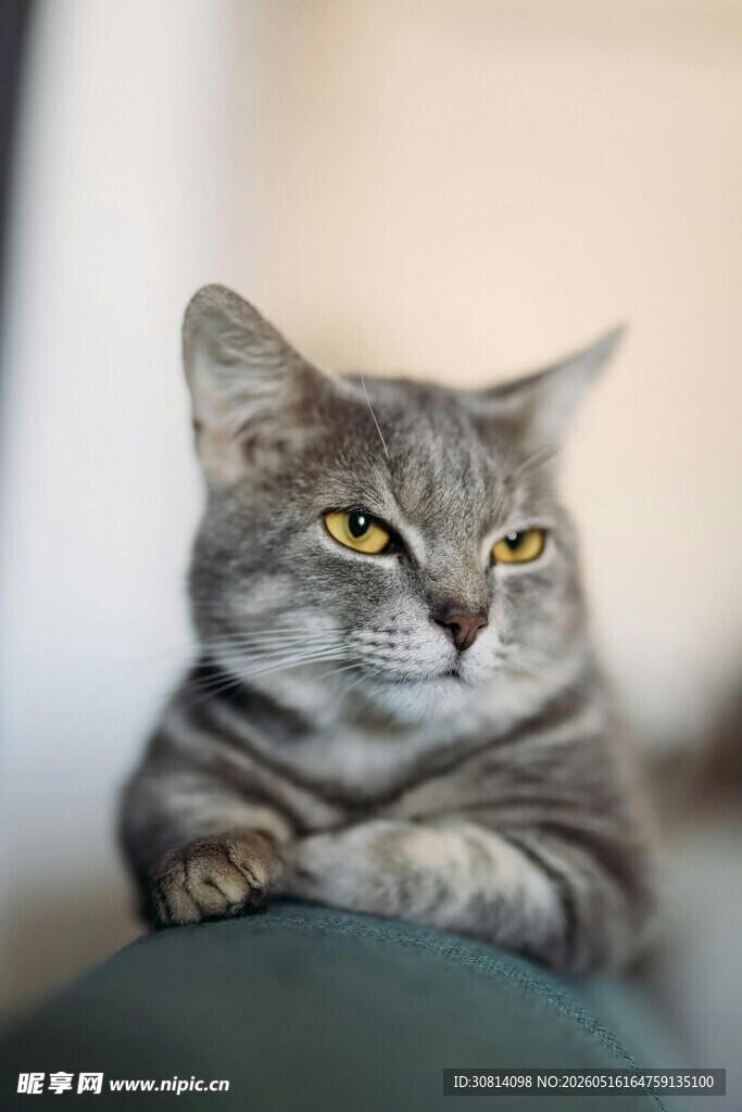 慵懒猫咪惬意趴坐