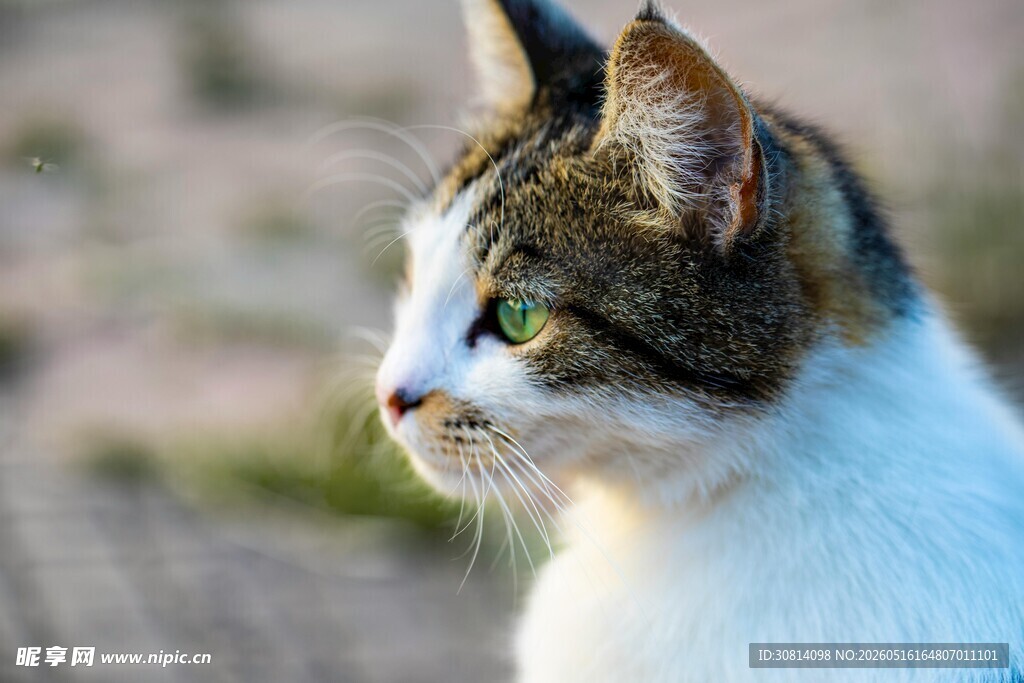 侧头猫咪特写