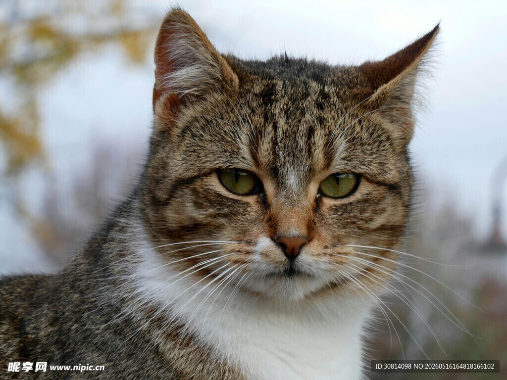 凝视的斑纹猫咪