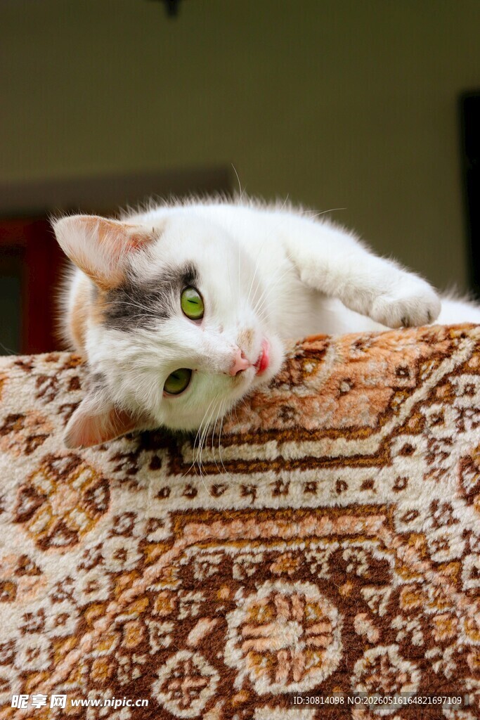 慵懒猫咪趴于花纹毯子上