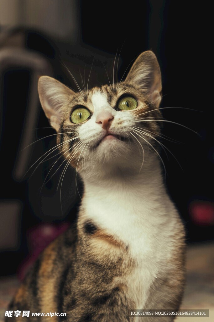 仰头好奇的花猫