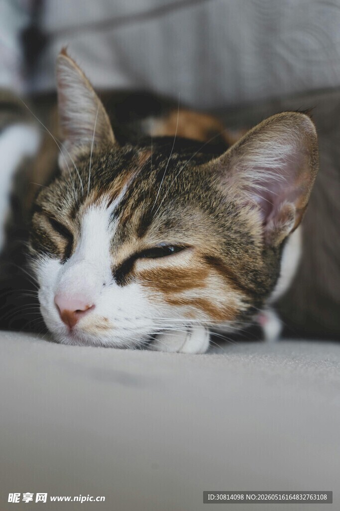 酣睡的可爱猫咪