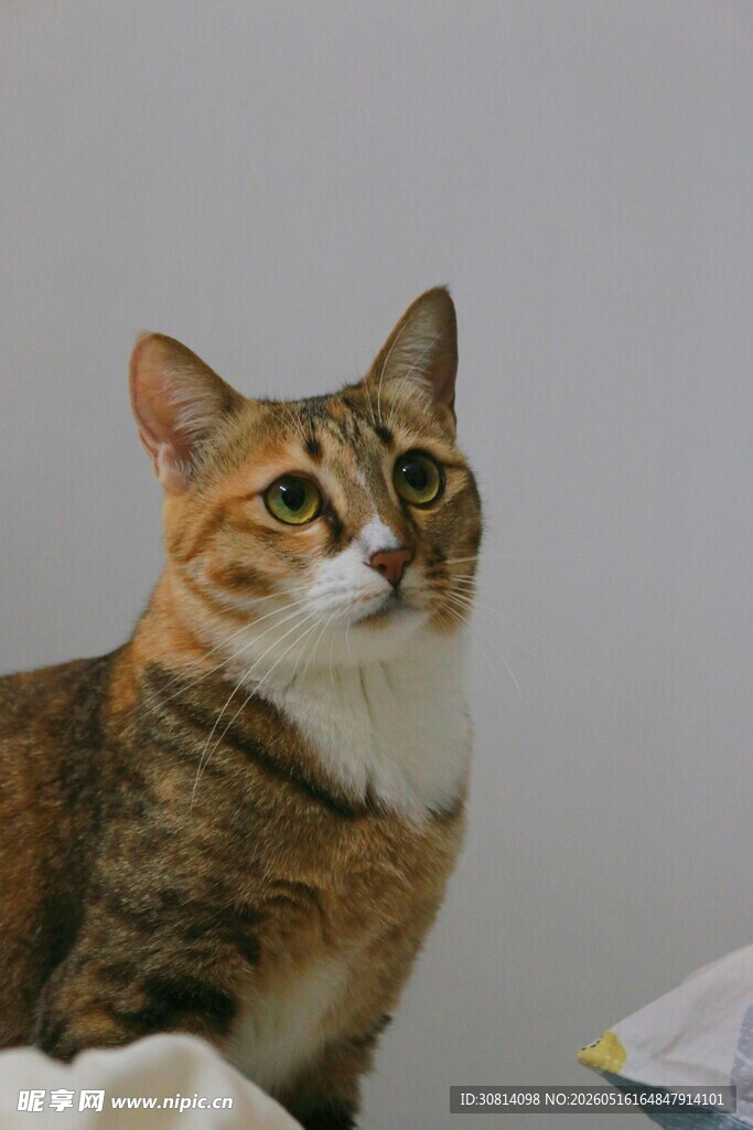 可爱猫咪抬头望