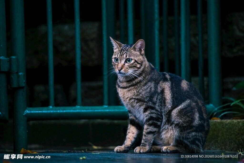 坐立的条纹猫咪