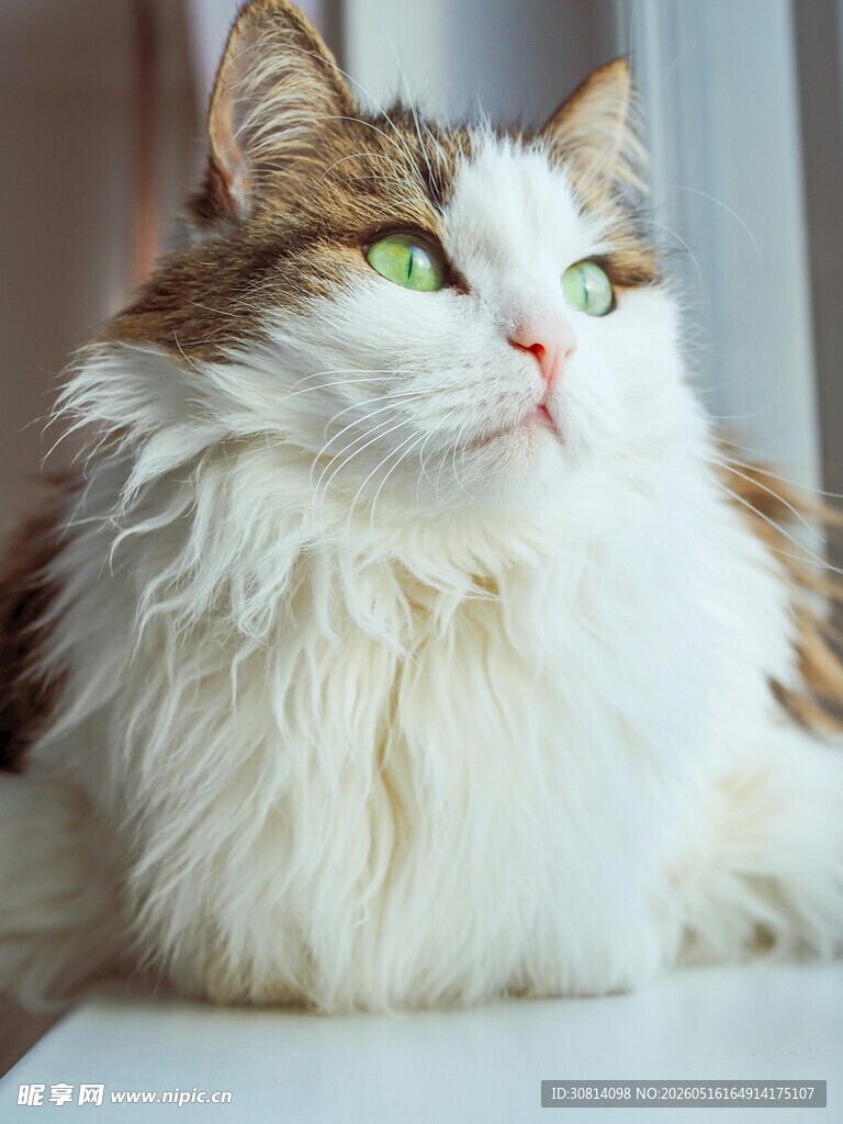 长毛萌猫侧躺凝视瞬间