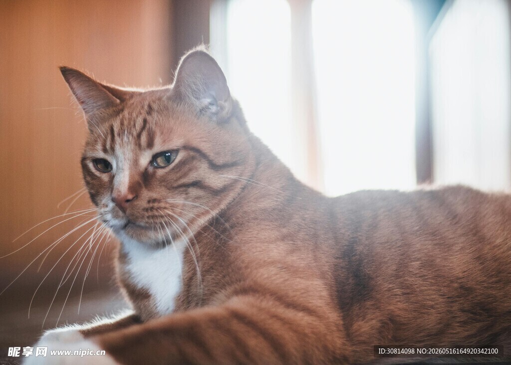 慵懒猫咪惬意姿态