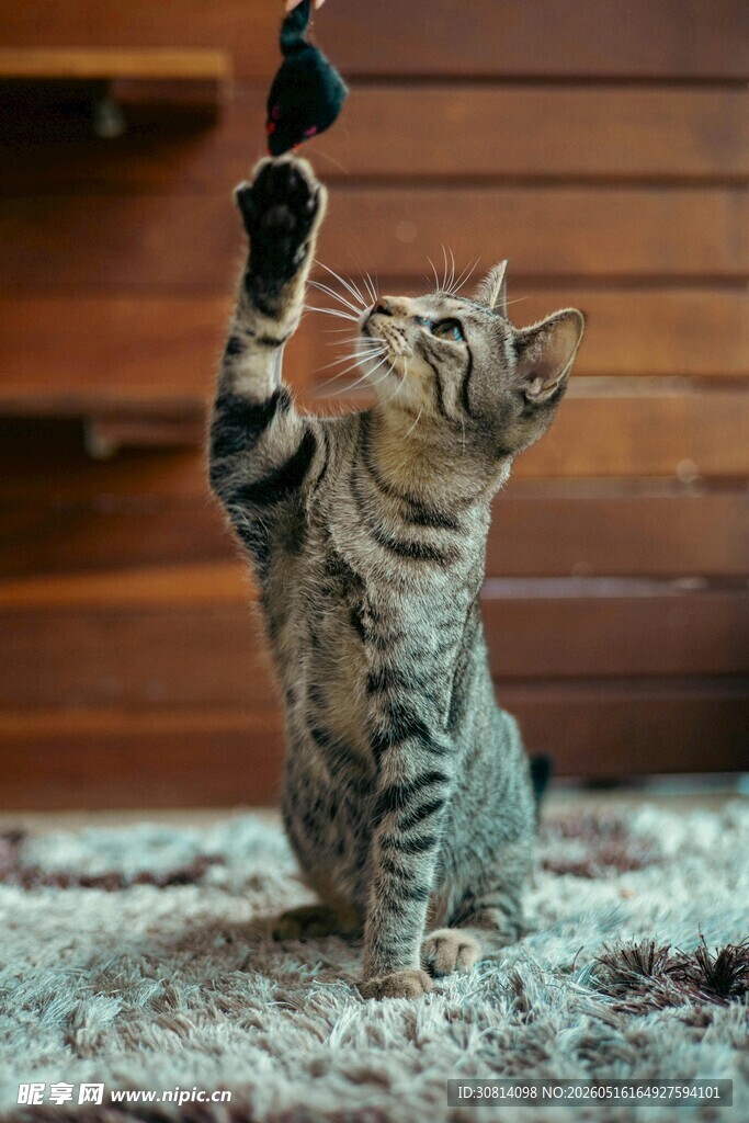 猫咪玩逗猫棒超可爱