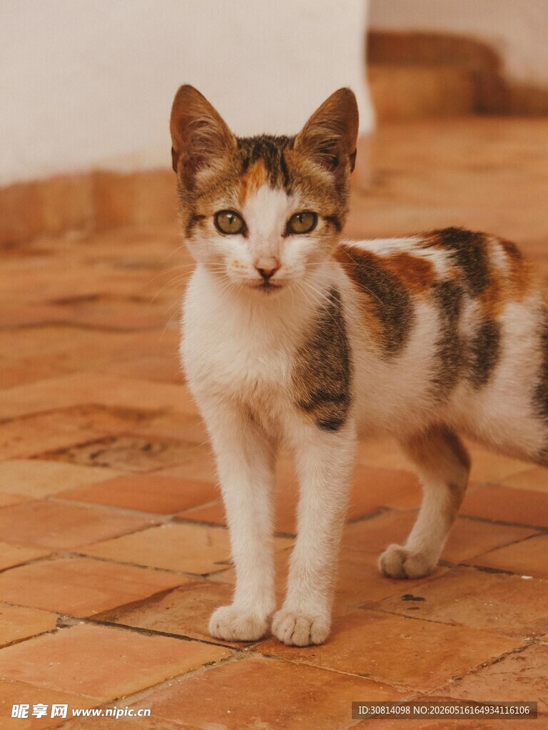 三色小猫立于红砖地面