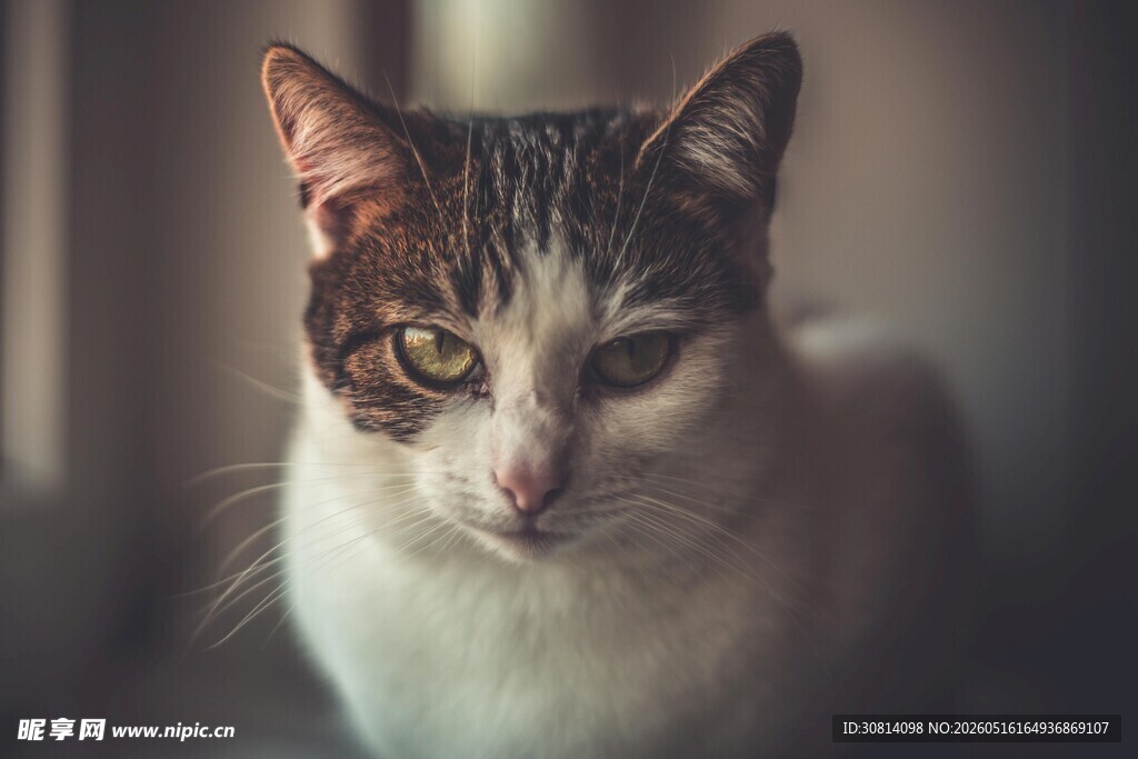 可爱猫咪的特写瞬间