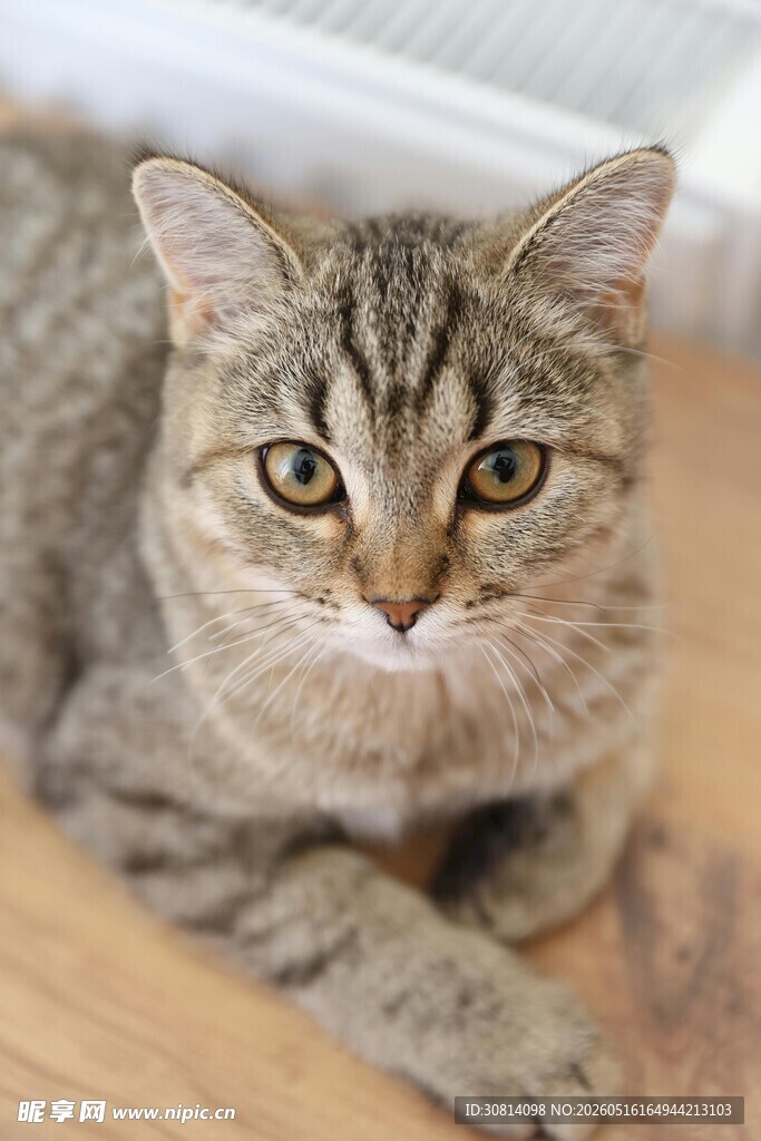 可爱狸花猫趴木地板上