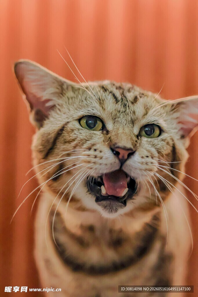 张嘴的斑纹猫咪