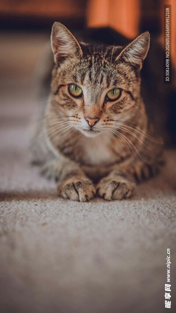 趴地的斑纹猫咪