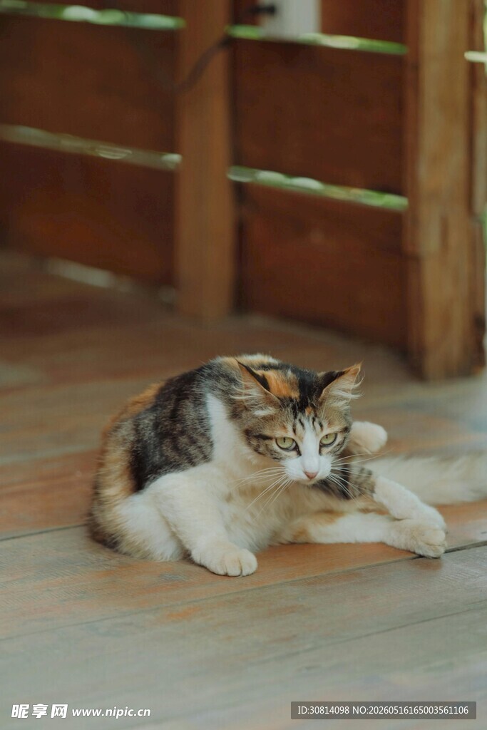 慵懒猫咪惬意躺卧