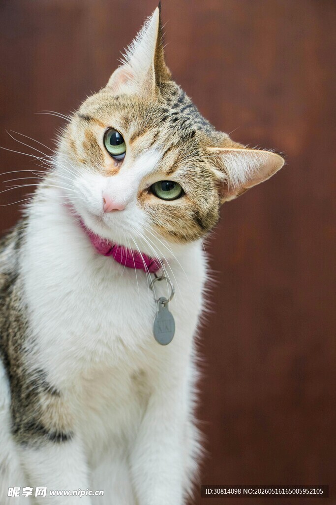 戴项圈的可爱猫咪