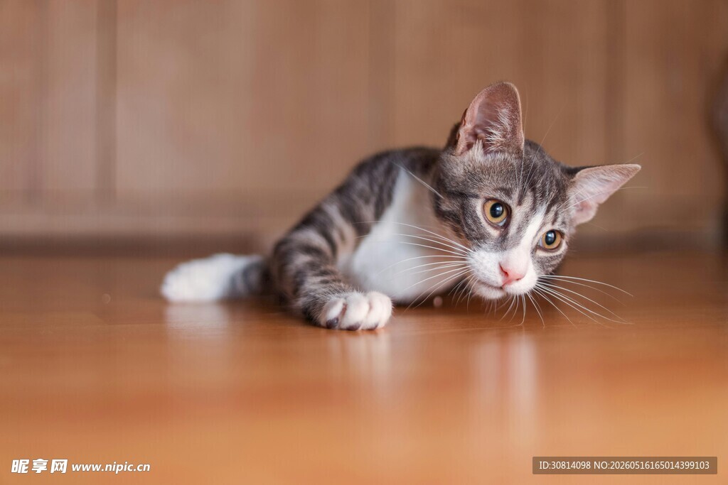 可爱小猫趴地好奇张望