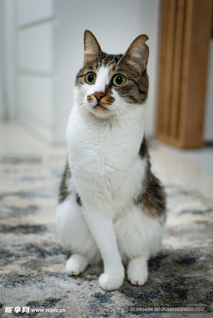 可爱猫咪端坐地毯