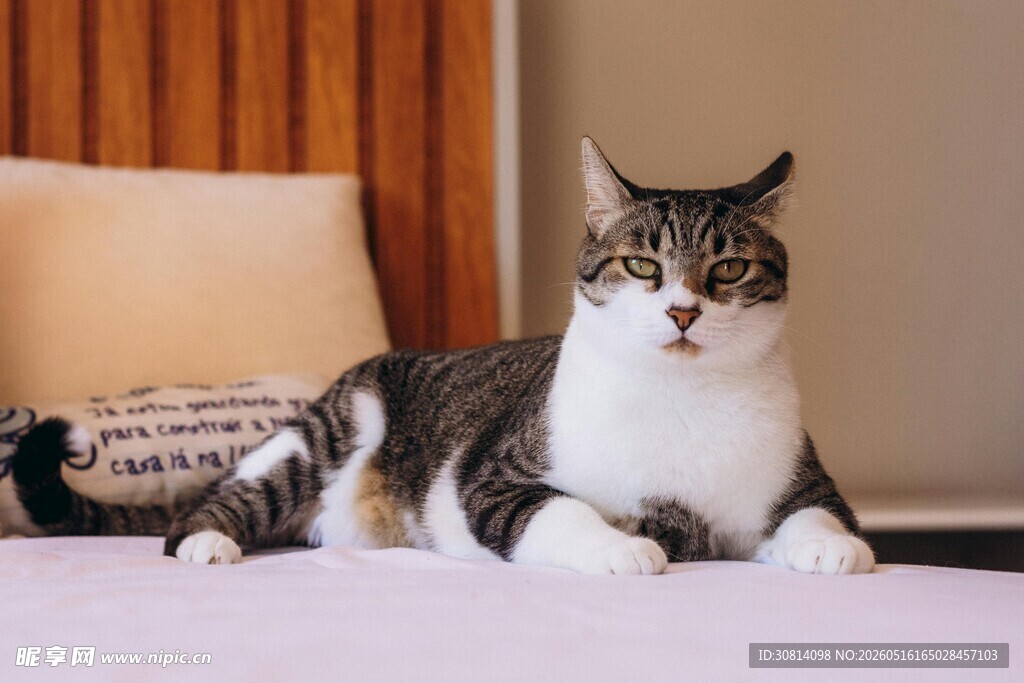 床上的可爱猫咪