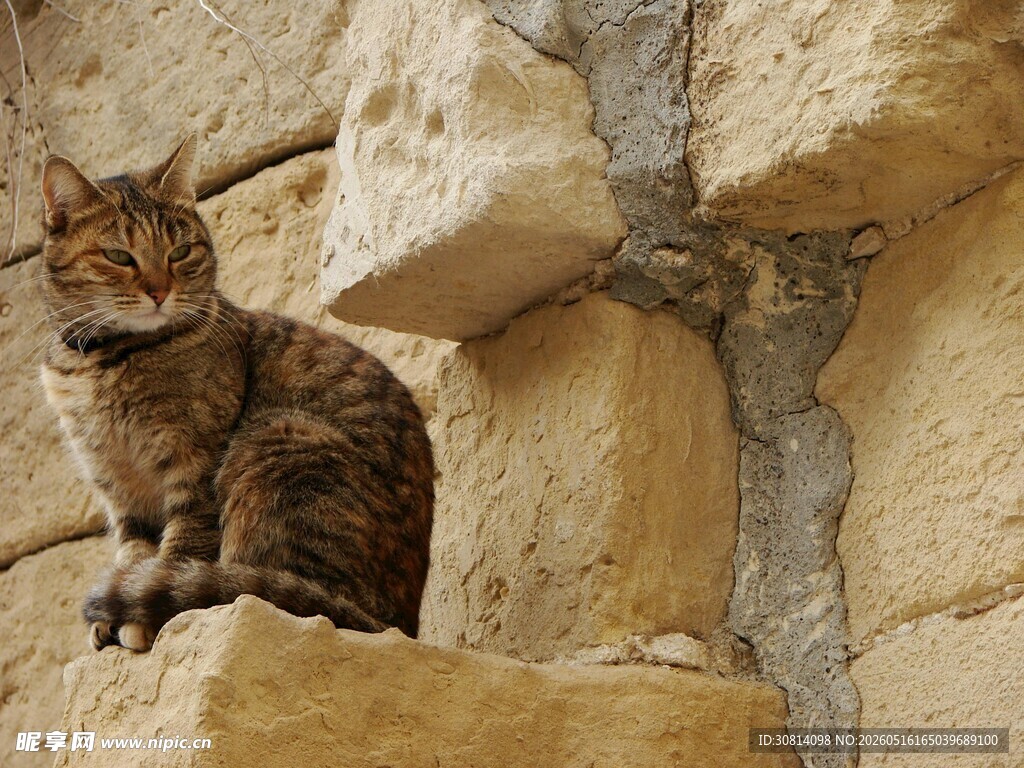 石墙上的猫咪