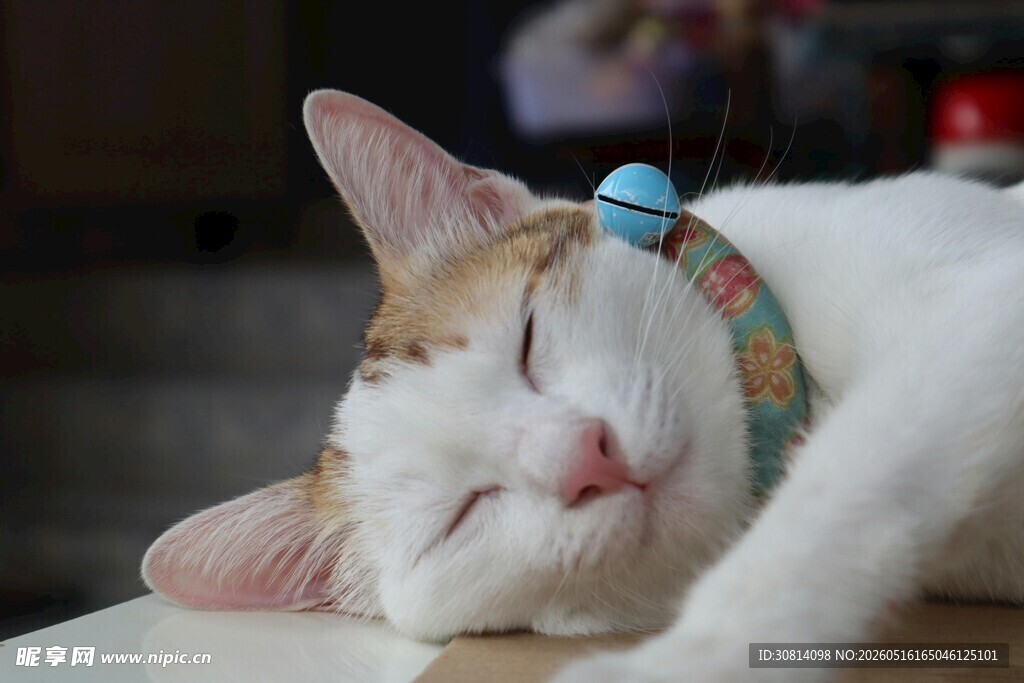 酣睡的戴项圈猫咪