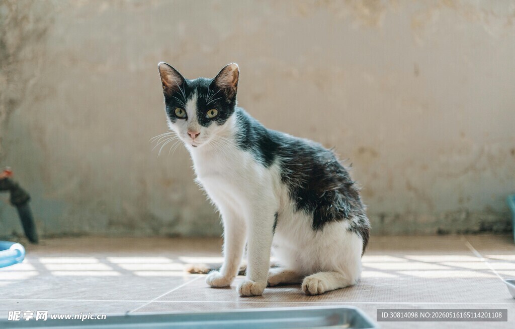 黑白花猫端坐