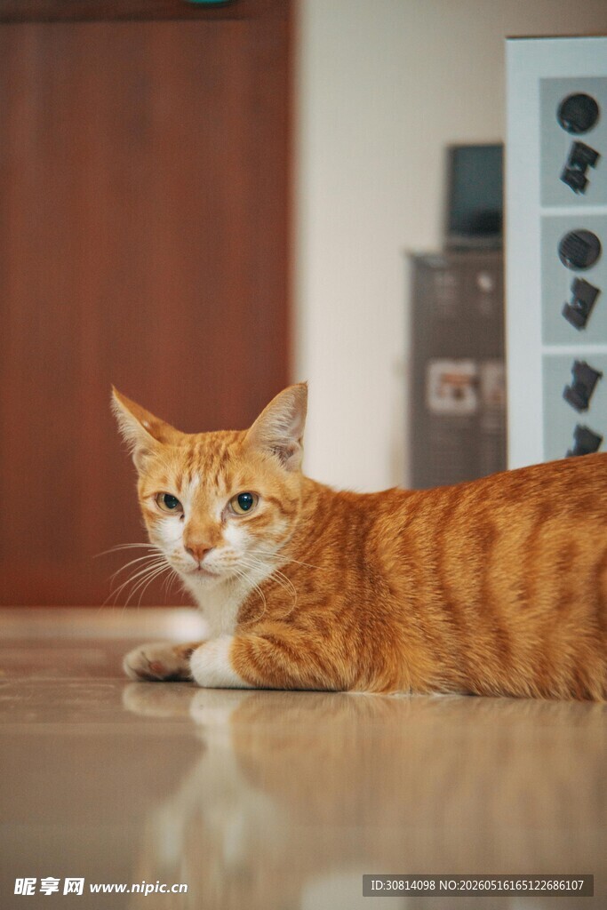 橘猫悠闲趴地