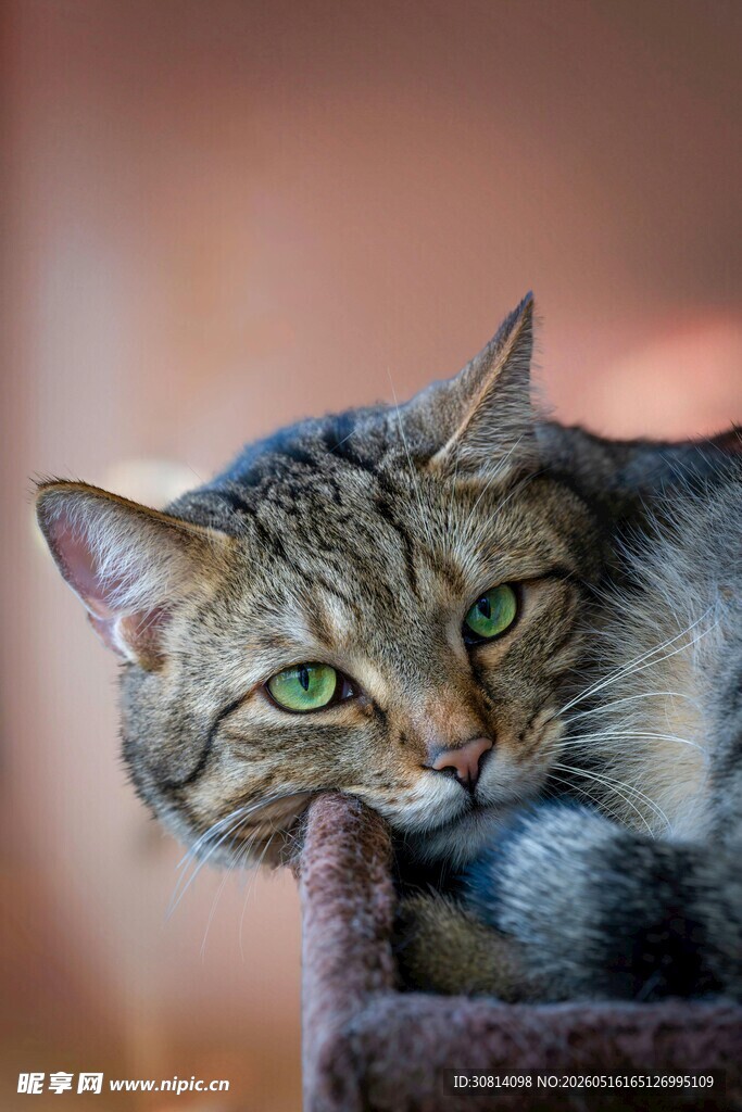 绿眼狸花猫的慵懒瞬间