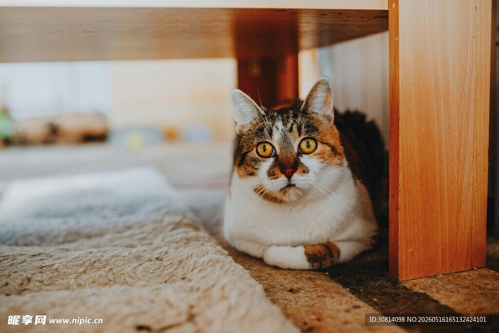 猫咪惬意藏身桌下