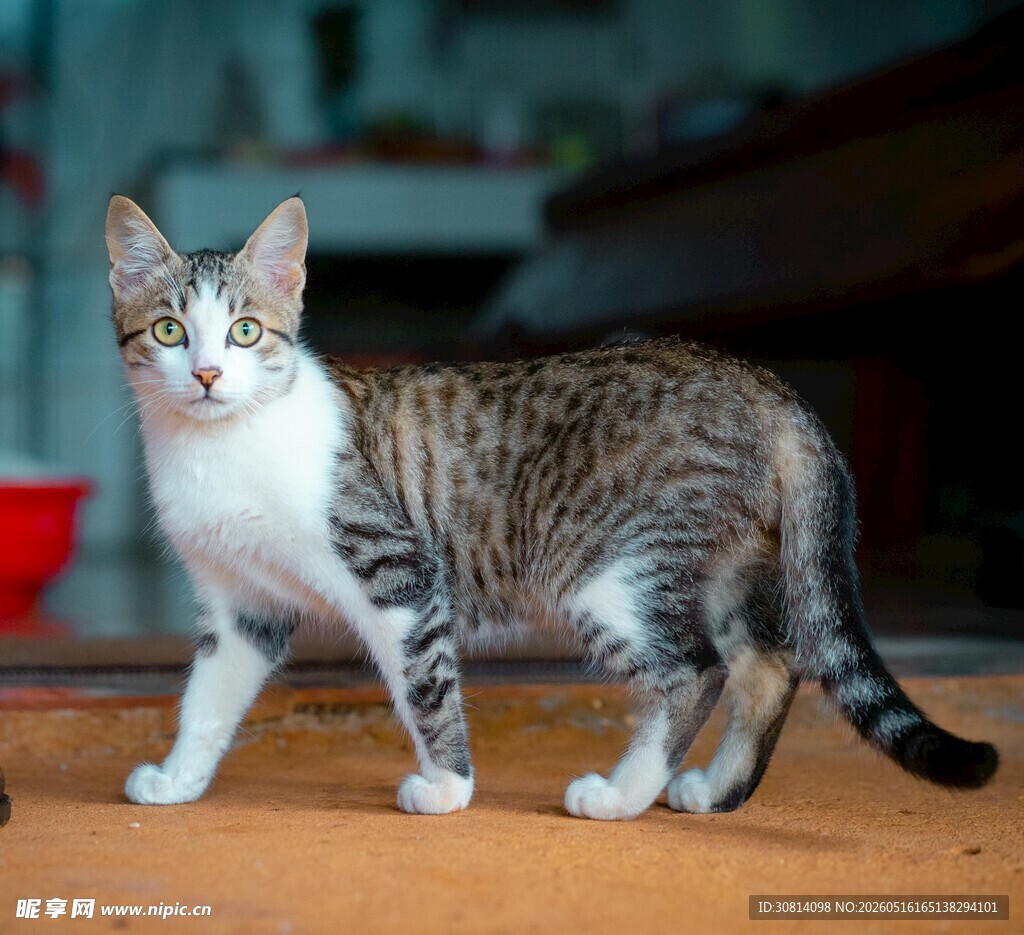 可爱斑纹猫咪木桌站立