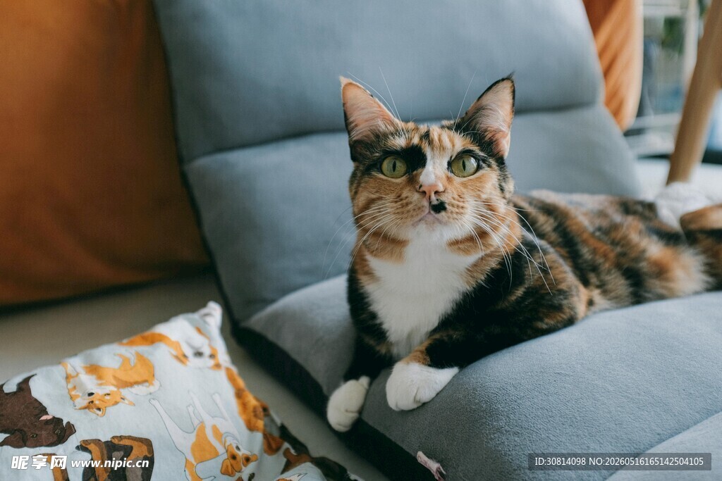 三色猫惬意躺沙发