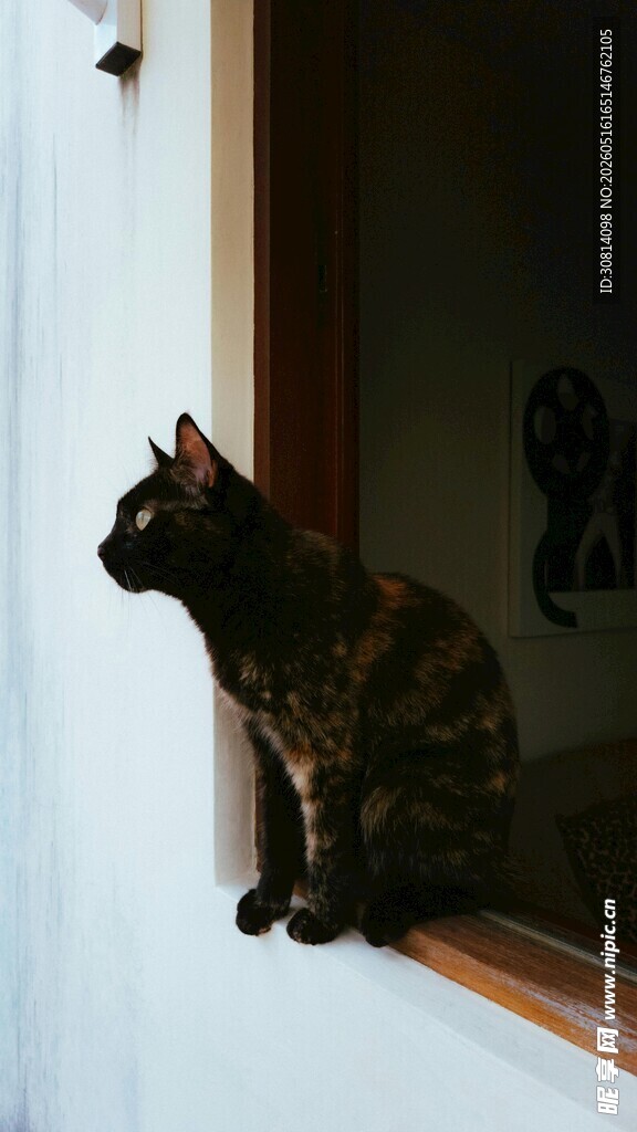 窗边猫咪眺望